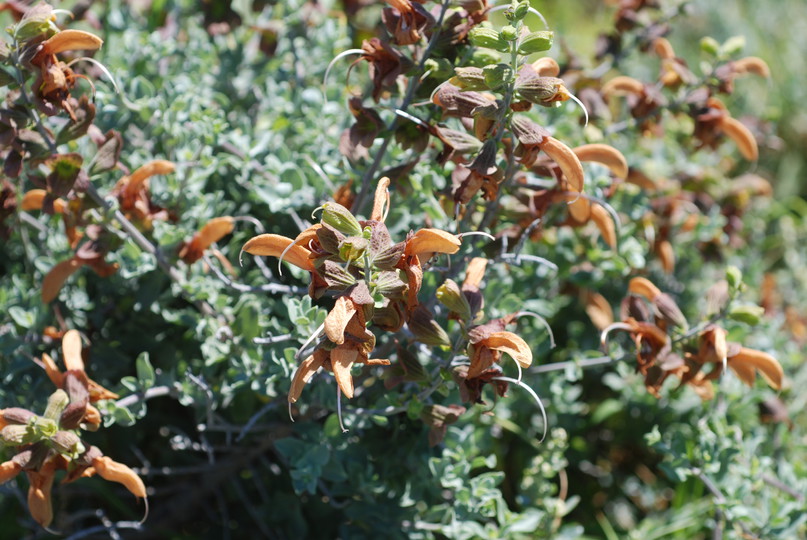 Salvia africana-lutea