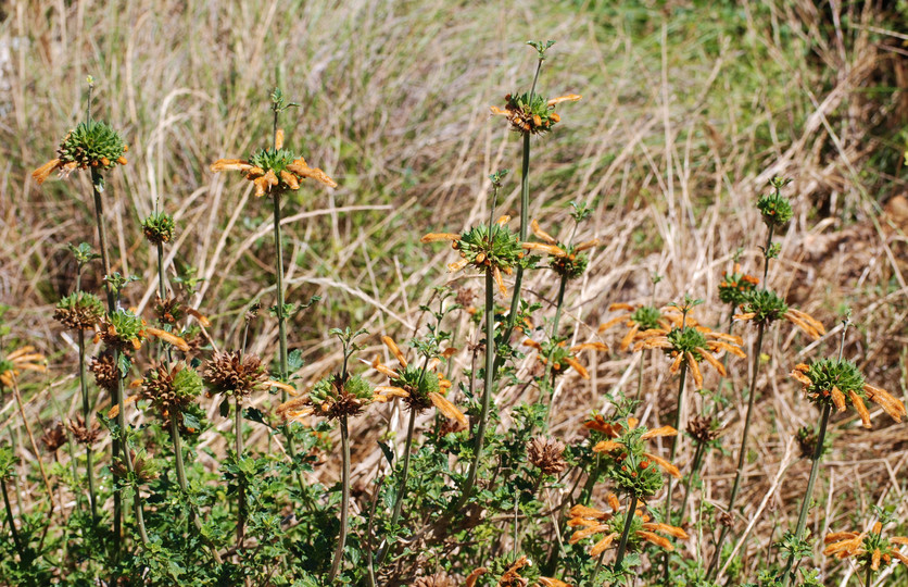 Leonotis ocymifolia