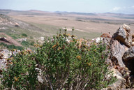 Leonotis ocymifolia