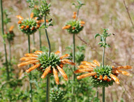 Leonotis ocymifolia