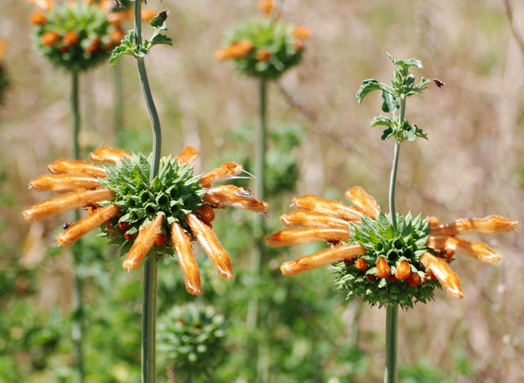 Leonotis ocymifolia