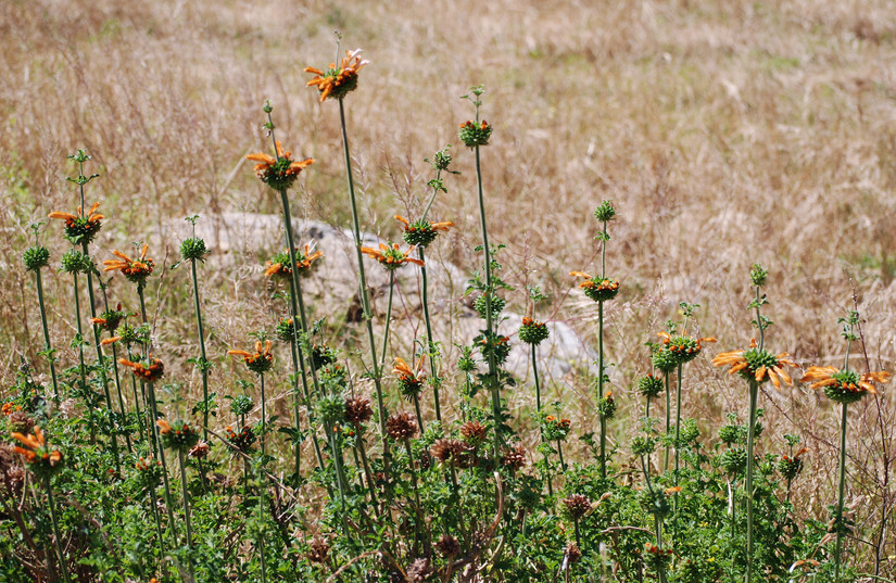 Leonotis ocymifolia