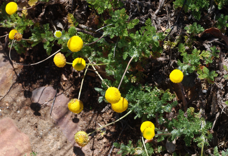 Cotula sericea