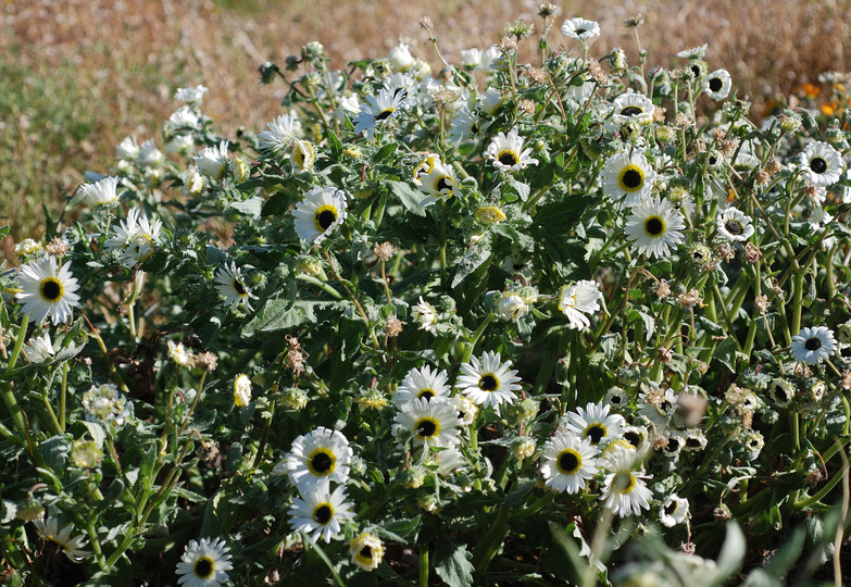 Arctotis hirsuta