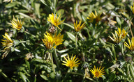 Ursinia cakilefolia