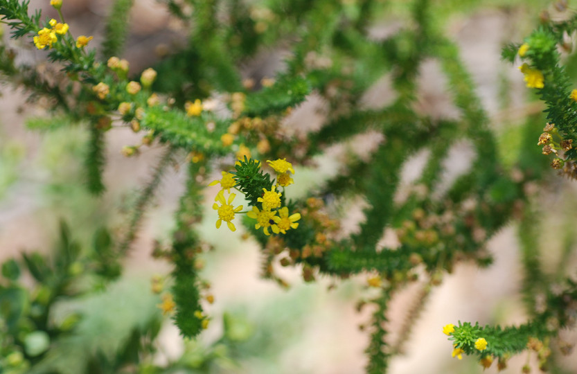 Euryops annua?