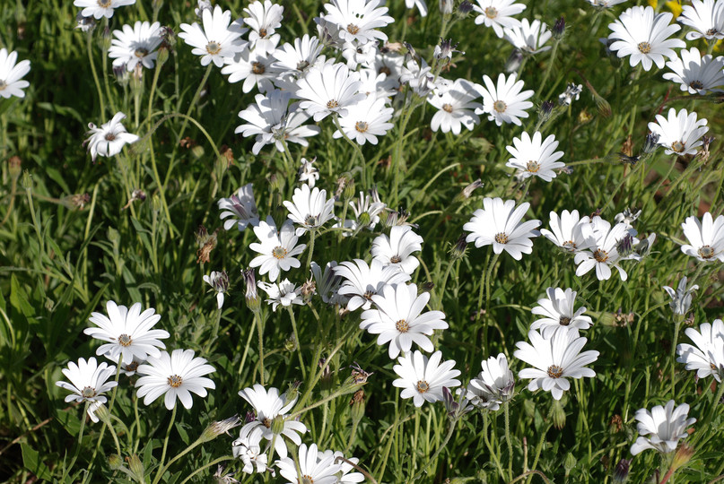 Osteospermum sp.