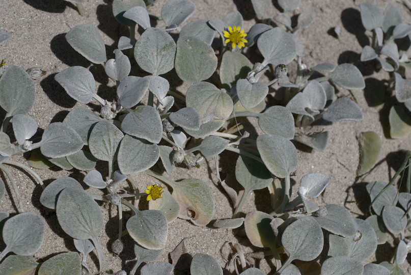 Arctotheca populifolia