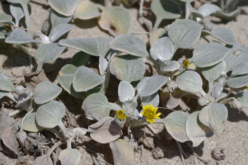 Arctotheca populifolia