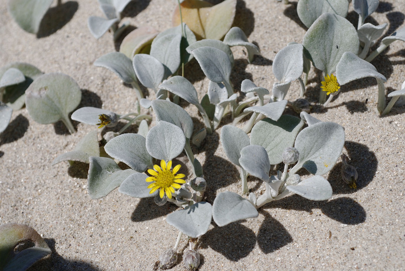 Arctotheca populifolia