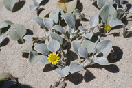 Arctotheca populifolia