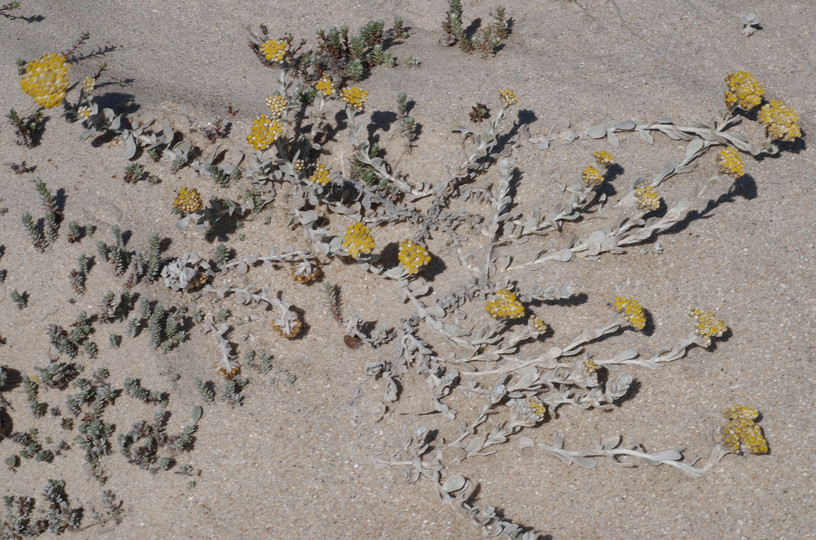 Helichrysum sp.