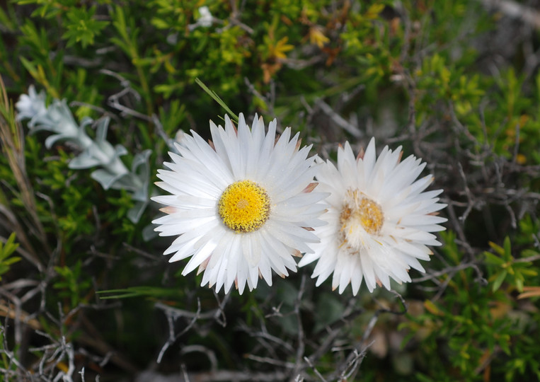 Helichrysum retortum 