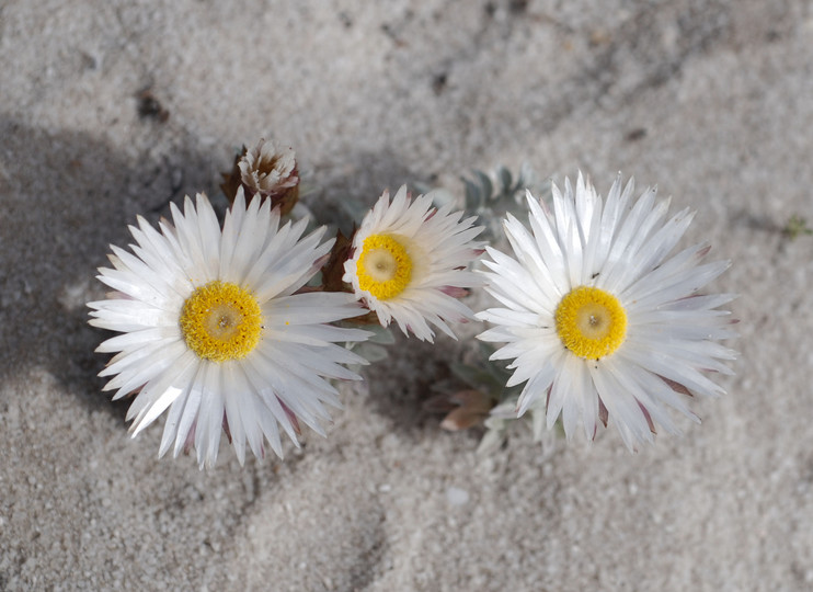 Helichrysum retortum 