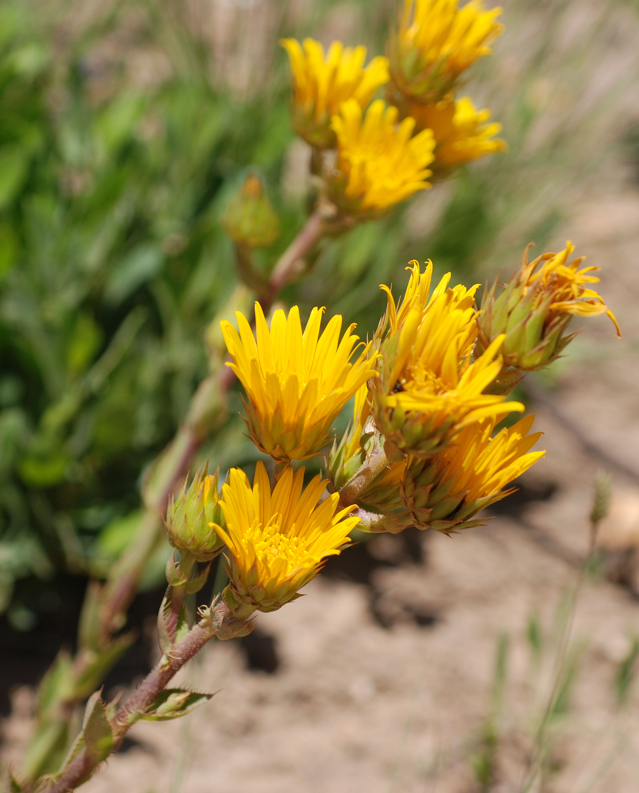 Berkheya herbacea