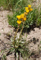 Berkheya herbacea