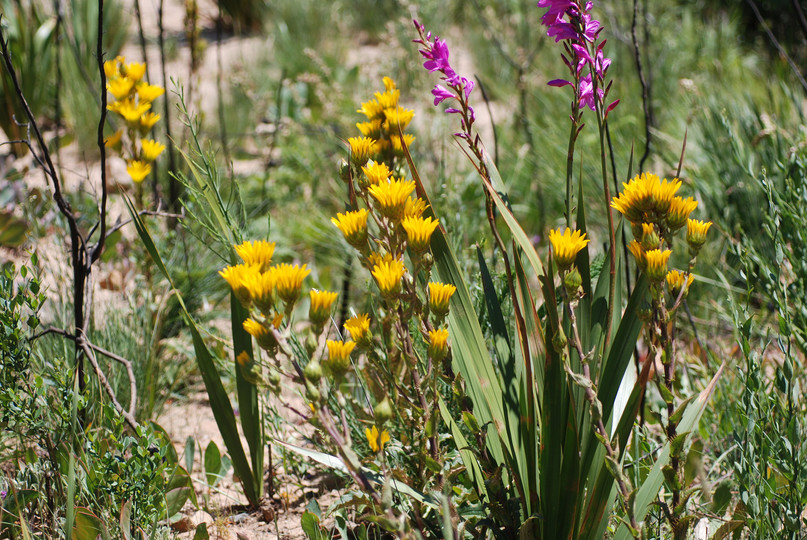 Berkheya herbacea