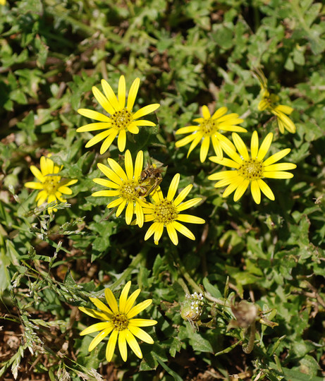 Arctotheca calendula