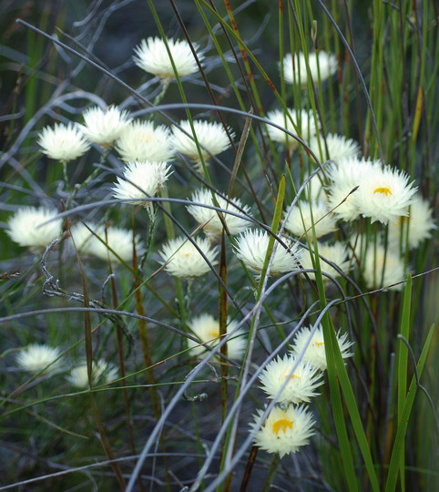 Edmondia sesamoides