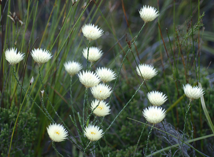 Edmondia sesamoides