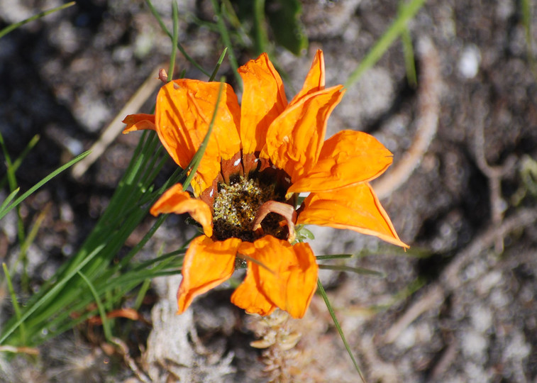 Gazania krebziana