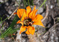 Gazania krebziana