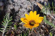 Gazania krebsiana