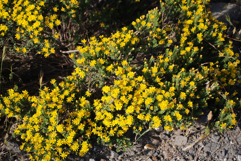 Oedera uniflora