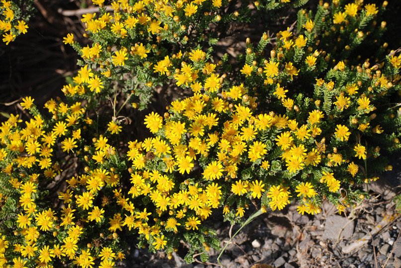 Oedera uniflora