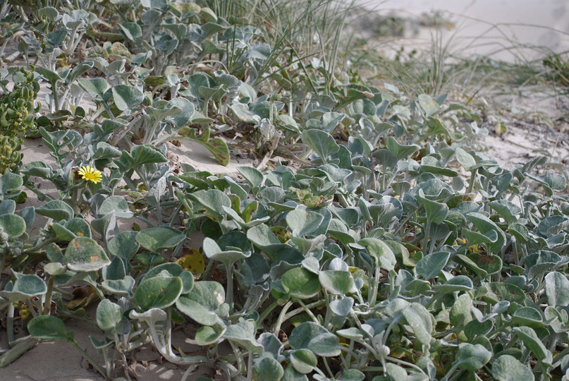 Arctotheca populifolia