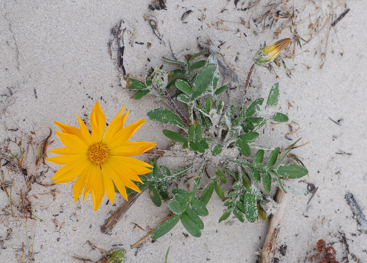 Gazania sp.