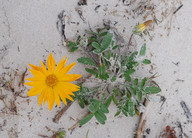 Gazania sp.