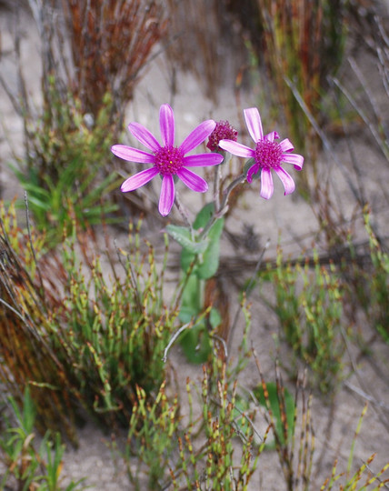 Senecio sp.