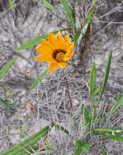 Gazania sp.