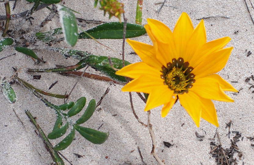 Gazania sp.