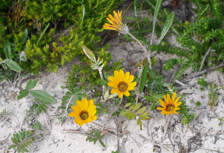 Gazania sp.