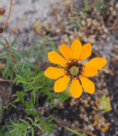 Gazania sp.