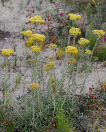 Helichrysum sp.