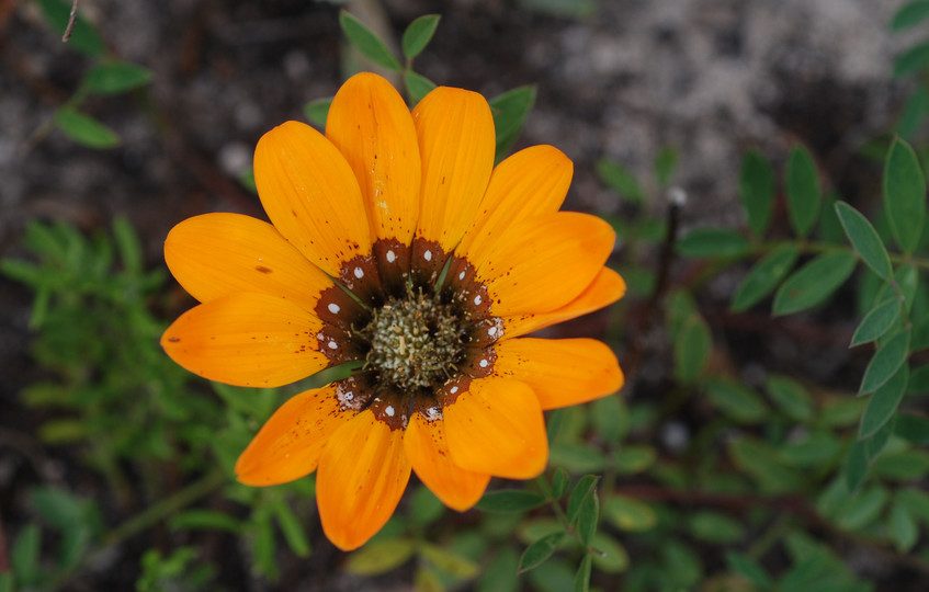 Gazania sp.