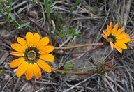 Gazania sp.