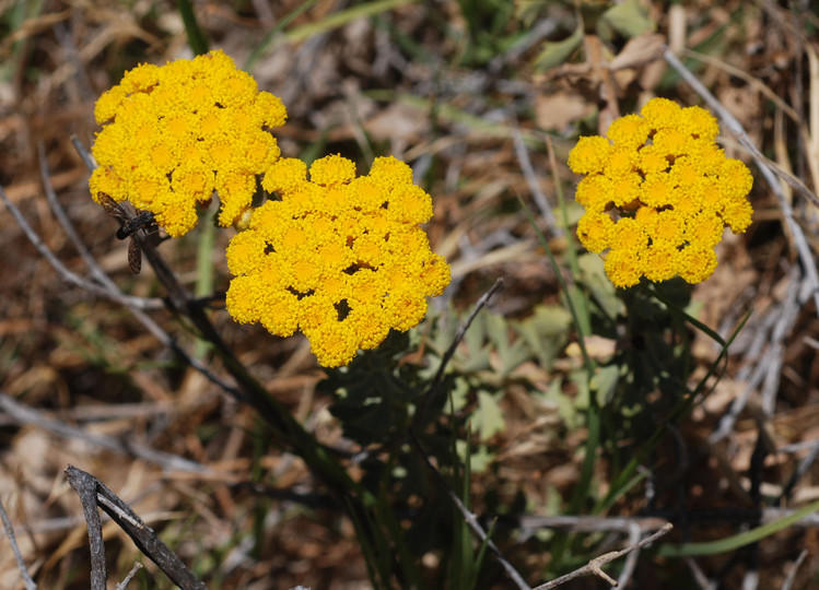 Helichrysum sp.