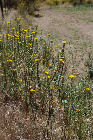 Helichrysum sp.