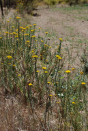 Helichrysum sp.