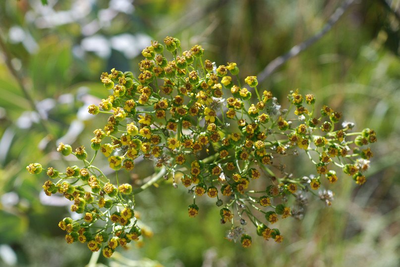 Othonna parviflora?