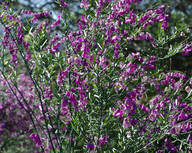 Polygala virgata