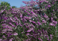 Polygala virgata