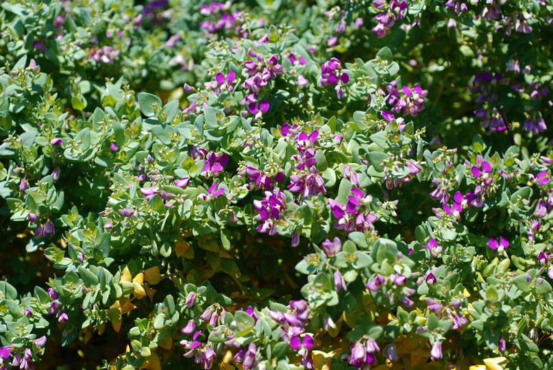 Polygala fruticosa