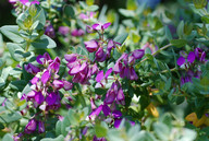 Polygala fruticosa