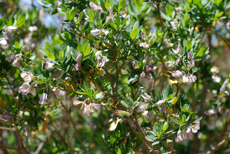 Polygala myrtifolia?