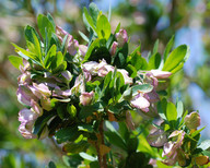 Polygala myrtifolia?